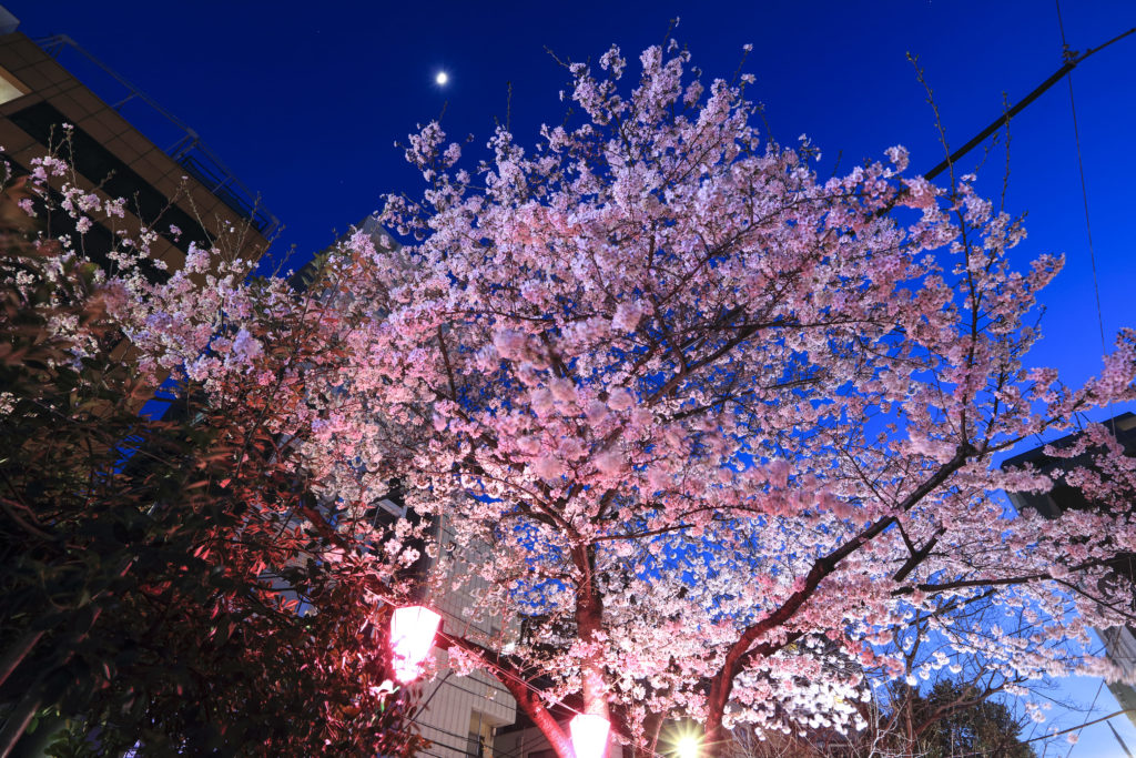 Tokyo Convention & Visitors Bureau - Bildarchiv