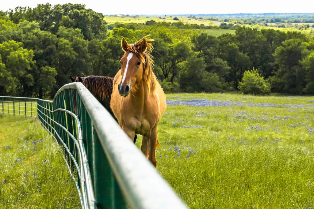 Travel Texas - Bildarchiv
